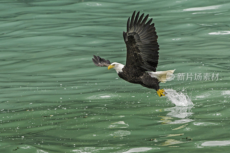 秃鹰(Haliaeetus leucocephalus，是一种食肉鸟，发现在阿拉斯加，以鲱鱼在水里。锡特卡的声音,阿拉斯加。